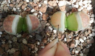 生石花徒长挽救办法 生石花徒长处理方法图