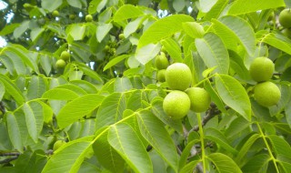 核桃树怎么扦插繁殖（核桃树能扦插繁殖吗）