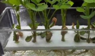 花生水培简单方法 花生的水培方法