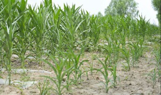 7月份种什么农作物（7月份种什么农作物合适）