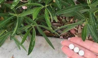 阿司匹林养花的作用（阿司匹林养花的作用与用途用量）