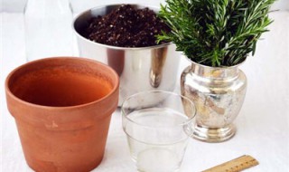 迷迭香的水培的方法（迷迭香怎么水培法）