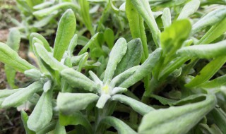 清明节时的野菜有哪些（清明节有什么野生菜）