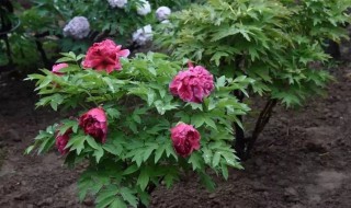 独杆牡丹的管理 独杆牡丹怎么修剪