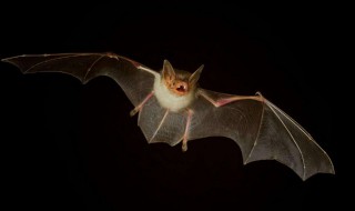 为什么蝙蝠会带病毒 为什么蝙蝠会带病毒呢