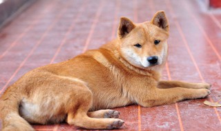 宠物推子能理发吗（宠物推子跟人理发推子）