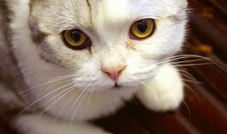 猫的眼睛是什么颜色 猫的特征和特点