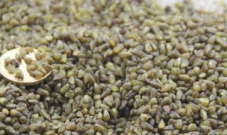 蒸麦米怎么吃好 蒸麦米怎么吃好吃又简单