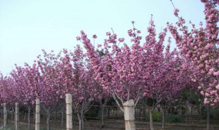 樱树怎么嫁接（樱花树怎样嫁接樱桃树）