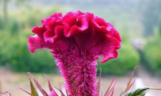 雪见草怎么吃好（雪见草的吃法）