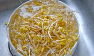 怎么泡豆芽呀 怎么泡豆芽呀好吃