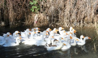 怎么样养鸭保温（怎么样养鸭保温好）