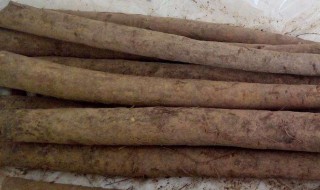 怎么选牛蒡根（牛蒡和牛蒡根哪个好）