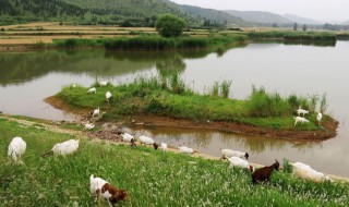 鱼塘怎么清草（鱼塘的草怎样清理）
