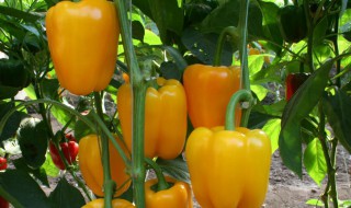 怎么种黄椒（黄椒怎么种植）
