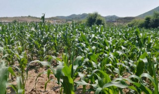 怎么整玉米地（怎样的玉米地）