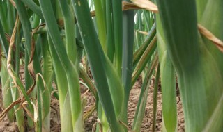 在家怎么栽葱（在家怎么栽葱苗）