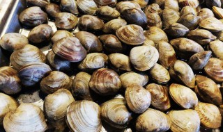 蛤蜊怎么保存过夜