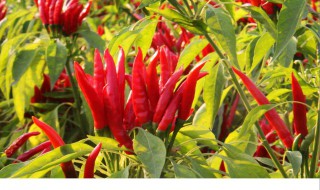 怎么解泡椒的辣 怎么解泡椒的辣味