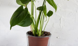 红掌春天的养殖方法和注意事项 红掌春天的养殖方法和注意事项有哪些