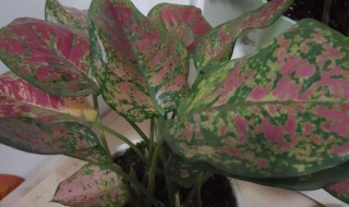 如意皇后开花养殖方法和注意事项 如意皇后开花养殖方法和注意事项图片