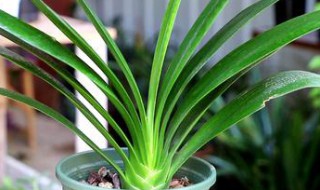 东北君子兰的养殖方法和注意事项（东北君子兰的养殖方法和注意事项视频）