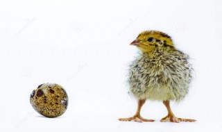 鹌鹑孵化时应注意什么 鹌鹑孵化时应注意什么问题