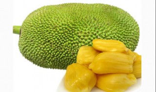 菠萝蜜树不熟怎么保存(不成熟的菠萝蜜怎么保存)