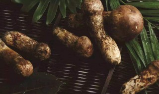 赤松茸怎么保存好（赤松茸如何保鲜）