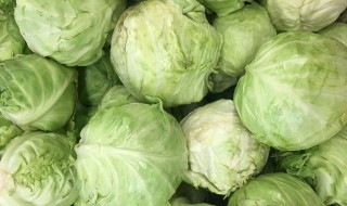 生包菜怎么保存 包菜怎样保存