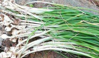 野葱要怎么保存 野葱怎么保存时间长