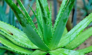 自家芦荟怎么保存 自家芦荟怎么保存时间长