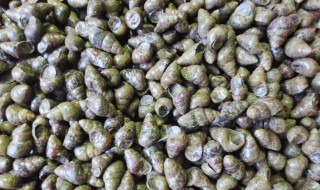 石螺怎么保存才新鲜 石螺怎么保存才新鲜呢