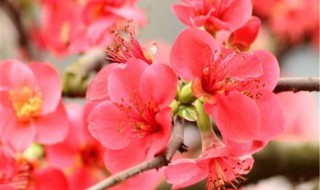 海棠的养殖方法和注意事项（丽格海棠的养殖方法和注意事项）