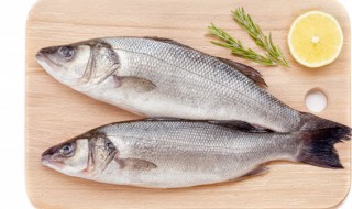 初春钓大鲫鱼注意事项（春季钓大鲫鱼技巧）