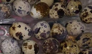 鹌鹑在孵化箱应注意什么（鹌鹑在孵化箱应注意什么安全）