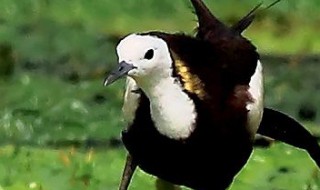 珍珠鸟孵化应该注意什么 珍珠鸟如何孵化