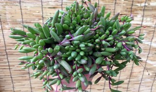 紫玄月移盆注意事项（紫玄月什么时候可以移盆）