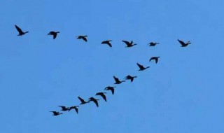 怎么区分燕和雁 是燕还是雁