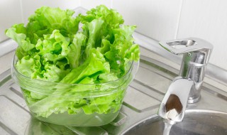 青叶子菜怎么保存（青叶子菜怎么保存时间长）