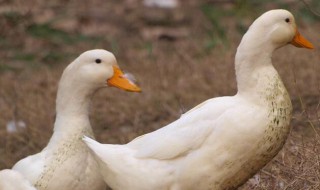 鸭子怎么去毛（鸭子怎么去毛最干净）