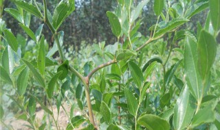 枣树苗怎么保存（枣树苗怎么育出来）