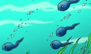 刚出生的蝌蚪需要注意些什么（刚出生的小蝌蚪怎么养）