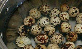 盐煮鸟蛋怎么煮 水煮鸟蛋怎么做