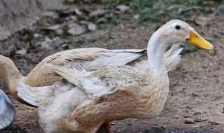 鹅和鸭的步态相同之处是什么