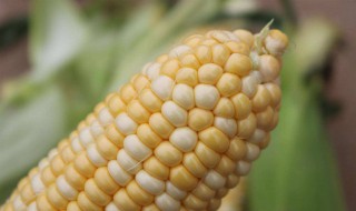 云南水果玉米几月成熟 云南水果玉米几月成熟上市