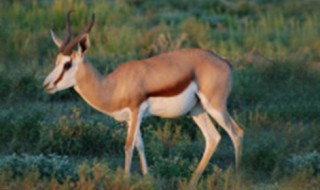 羚羊的天敌有哪种动物（羚羊的天敌有哪种动物图片）