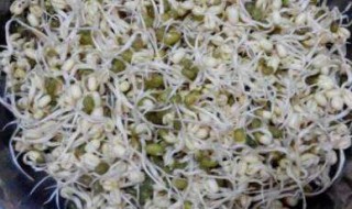 绿豆在水中发芽如何能长得更茁壮（绿豆在水里怎么发芽）