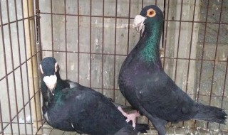 火车上面能带鸽子吗? 火车上面能带鸽子吗现在