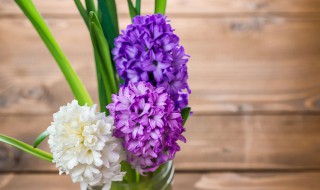 风信子有什么作用（风信子的作用是什么）